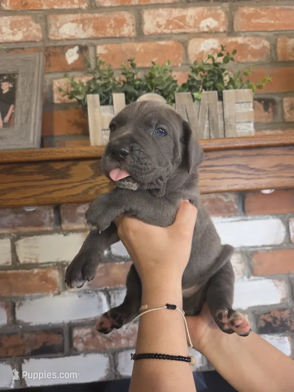 Sirius  – Cane Corso puppy for sale in Kingman, AZ