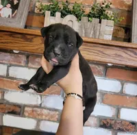 Nebula, a female Cane Corso for sale in Kingman, AZ – 7 of 9