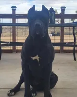 Star, a female Cane Corso for sale in Kingman, AZ – 5 of 6