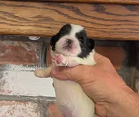 Pixie , a female Pekingese for sale in Kingman, AZ – 5 of 5