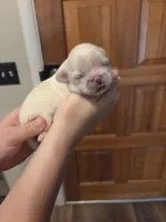 Hazel , a female Pekingese for sale in Kingman, AZ – 2 of 3