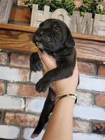 Star, a female Cane Corso for sale in Kingman, AZ – 2 of 6