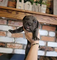 Stella, a female Cane Corso for sale in Kingman, AZ – 2 of 7