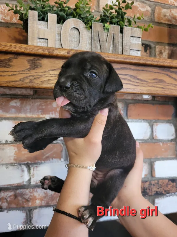 Nebula – Cane Corso puppy for sale in Kingman, AZ