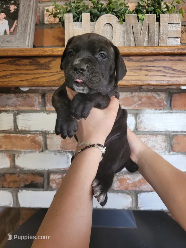 Nebula – Cane Corso puppy for sale in Kingman, AZ