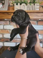 Star, a female Cane Corso for sale in Kingman, AZ – 3 of 4