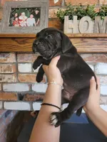 Star, a female Cane Corso for sale in Kingman, AZ – 4 of 4