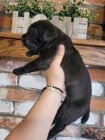 Nebula, a female Cane Corso for sale in Kingman, AZ – 6 of 9