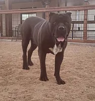 Nebula, a female Cane Corso for sale in Kingman, AZ – 9 of 9