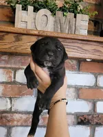 Star, a female Cane Corso for sale in Kingman, AZ – 1 of 6