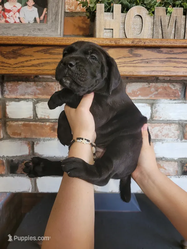 Atlas – Cane Corso puppy for sale in Kingman, AZ