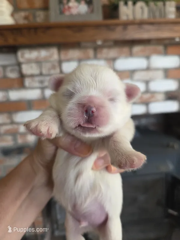 Tofu  – Pekingese puppy for sale in Kingman, AZ