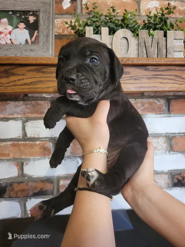 Star – Cane Corso puppy for sale in Kingman, AZ