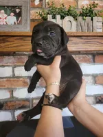 Star, a female Cane Corso for sale in Kingman, AZ – 1 of 4