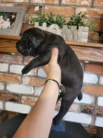 Atlas, a male Cane Corso for sale in Kingman, AZ – 3 of 7