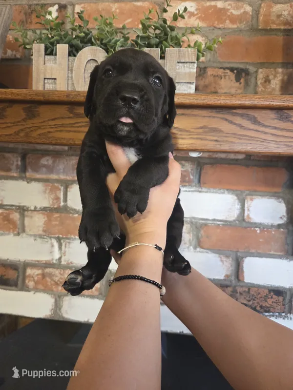 Atlas – Cane Corso puppy for sale in Kingman, AZ
