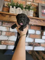 Atlas, a male Cane Corso for sale in Kingman, AZ – 4 of 7