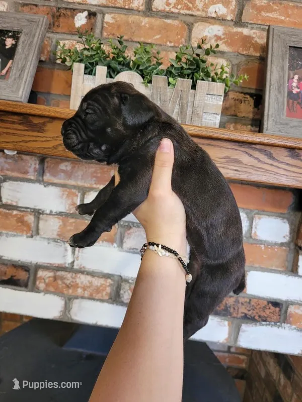 Nebula – Cane Corso puppy for sale in Kingman, AZ