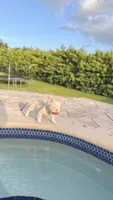 GUCCI, a female French Bulldog for sale in Miami, FL – 5 of 6