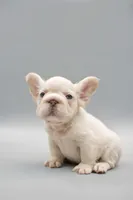 FELIX , a male French Bulldog for sale in Miami, FL – 2 of 7