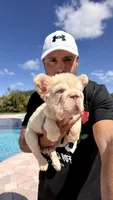 TOMMY, a male French Bulldog for sale in Miami, FL – 3 of 7