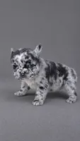 OREO , a female French Bulldog for sale in Miami, FL – 3 of 4