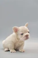HALAAN, a male French Bulldog for sale in Miami, FL – 4 of 5