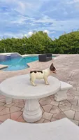 PENNY , a female French Bulldog for sale in Miami, FL – 9 of 10