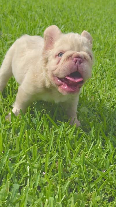 TOMMY, a male French Bulldog for sale in Miami, FL – 7 of 7