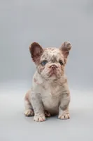 STELLA , a female French Bulldog for sale in Miami, FL – 4 of 6