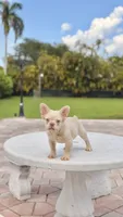 ELVIS, a male French Bulldog for sale in Miami, FL – 7 of 7