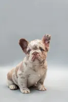 STELLA , a female French Bulldog for sale in Miami, FL – 2 of 6
