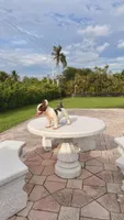 PENNY , a female French Bulldog for sale in Miami, FL – 5 of 10
