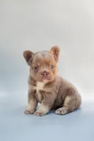 LILLY , a male French Bulldog for sale in Miami, FL – 2 of 7