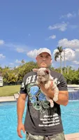 BRITNEY , a female French Bulldog for sale in Miami, FL – 7 of 9