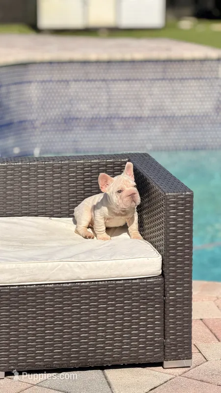 NEON – French Bulldog puppy for sale in Miami, FL
