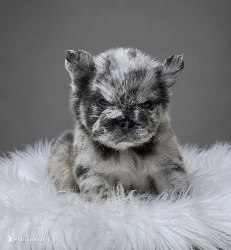 TOM FORD – French Bulldog puppy for sale in Miami, FL