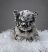 TOM FORD, a male French Bulldog for sale in Miami, FL – 1 of 2