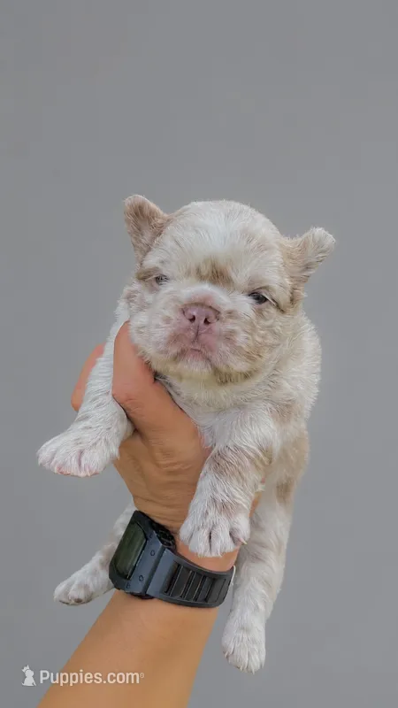 FIONA – French Bulldog puppy for sale in Miami, FL