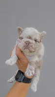 FIONA, a female French Bulldog for sale in Miami, FL – 1 of 2