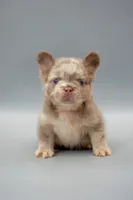 MESSI , a male French Bulldog for sale in Miami, FL – 3 of 6