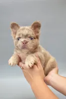 MESSI , a male French Bulldog for sale in Miami, FL – 2 of 6
