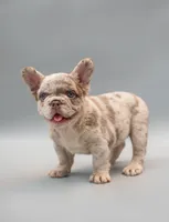 FIONA, a female French Bulldog for sale in Miami, FL – 4 of 6