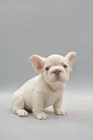 FELIX , a male French Bulldog for sale in Miami, FL – 5 of 7