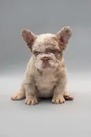FIONA, a female French Bulldog for sale in Miami, FL – 1 of 6