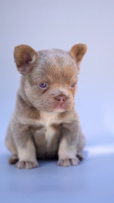 LILLY , a male French Bulldog for sale in Miami, FL – 7 of 7