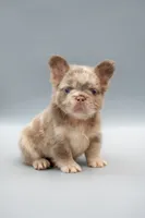 MESSI , a male French Bulldog for sale in Miami, FL – 1 of 6