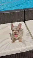 BRITNEY , a female French Bulldog for sale in Miami, FL – 6 of 9