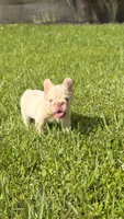 TOMMY, a male French Bulldog for sale in Miami, FL – 5 of 7