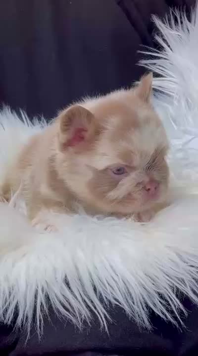 MESSI , a male French Bulldog for sale in Miami, FL – 2 of 2